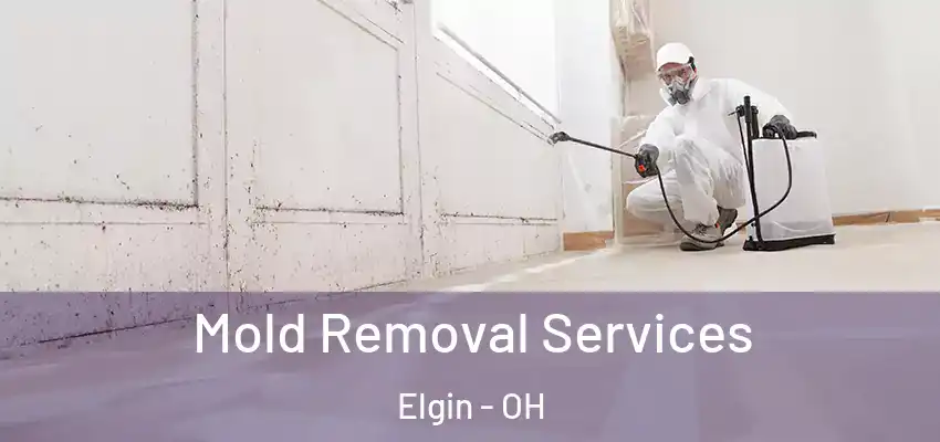 Mold Removal Services Elgin - OH