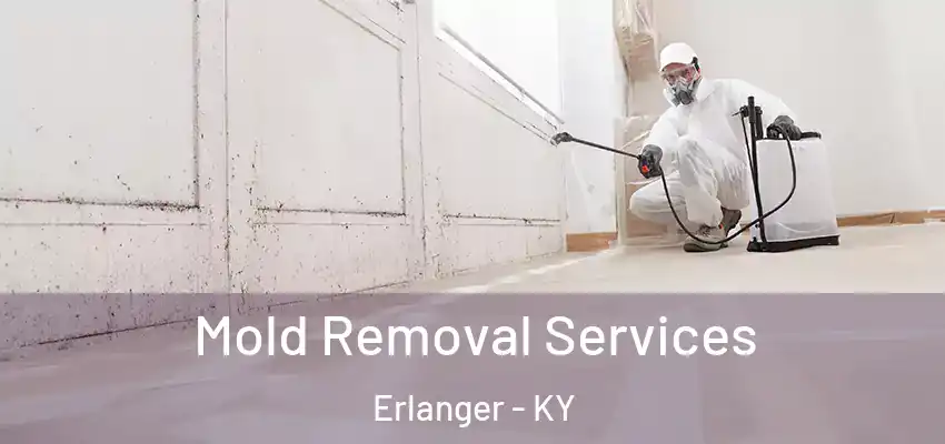  Mold Removal Services Erlanger - KY