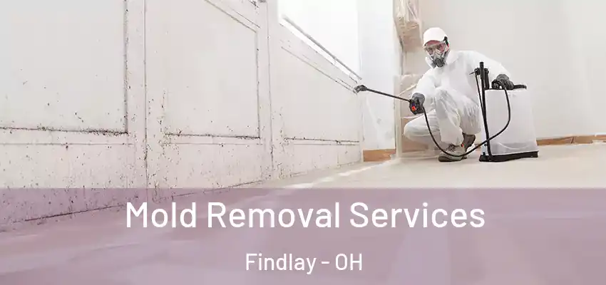  Mold Removal Services Findlay - OH