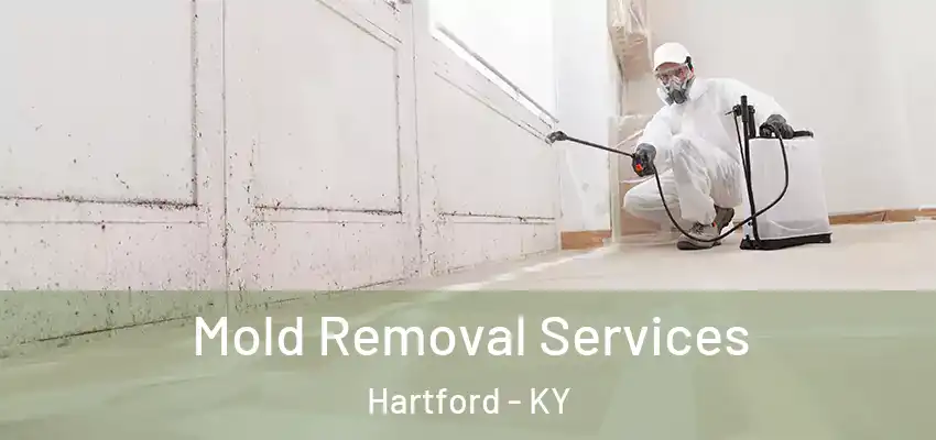  Mold Removal Services Hartford - KY