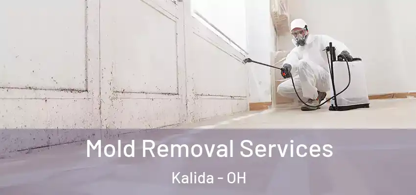  Mold Removal Services Kalida - OH
