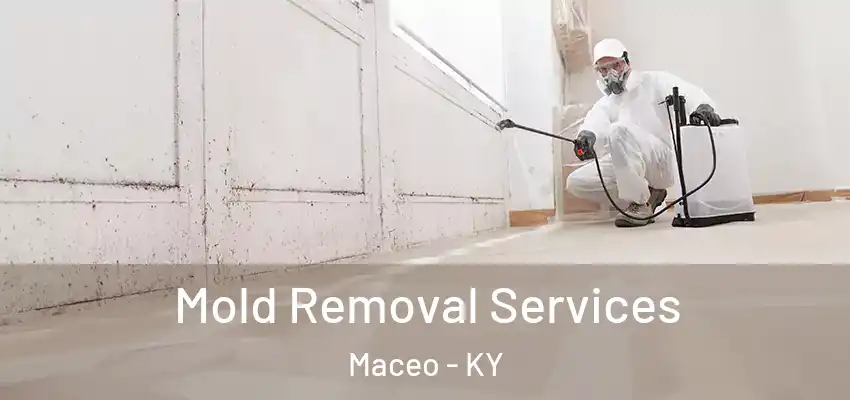  Mold Removal Services Maceo - KY