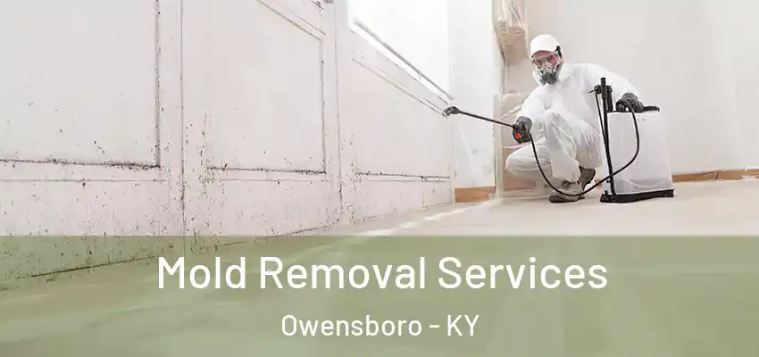  Mold Removal Services Owensboro - KY