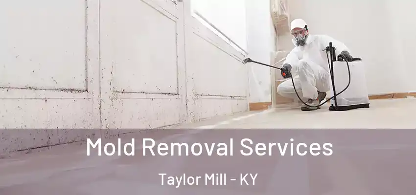  Mold Removal Services Taylor Mill - KY