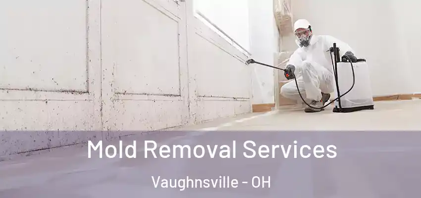  Mold Removal Services Vaughnsville - OH