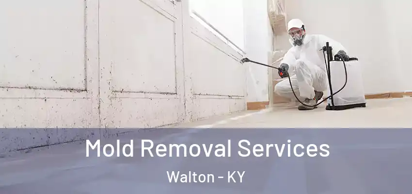  Mold Removal Services Walton - KY